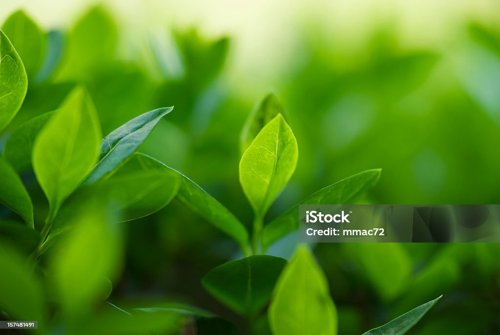 Spring leaves spring  leaves Abstract Stock Photo