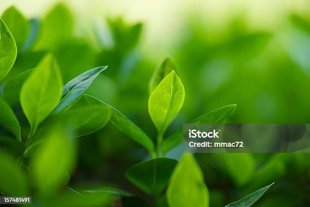 Spring Leaves Stock Photo - Download Image Now - Abstract, Backgrounds, Beauty