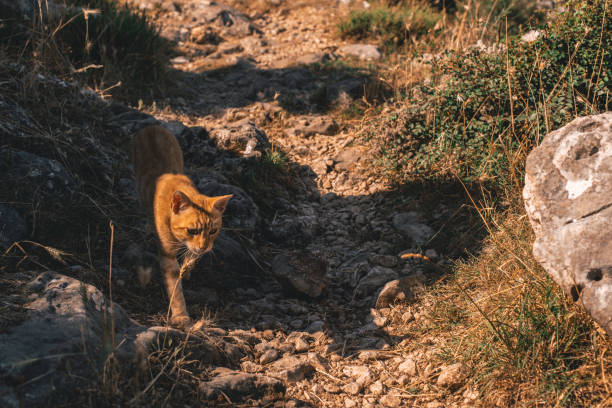 cat walking in hiking trail in mountains. High quality photo