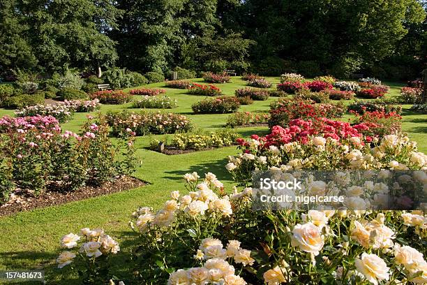 ローズ ガーデン - バラのしとねのストックフォトや画像を多数ご用意 - バラのしとね, 植物 バラ, イギリス