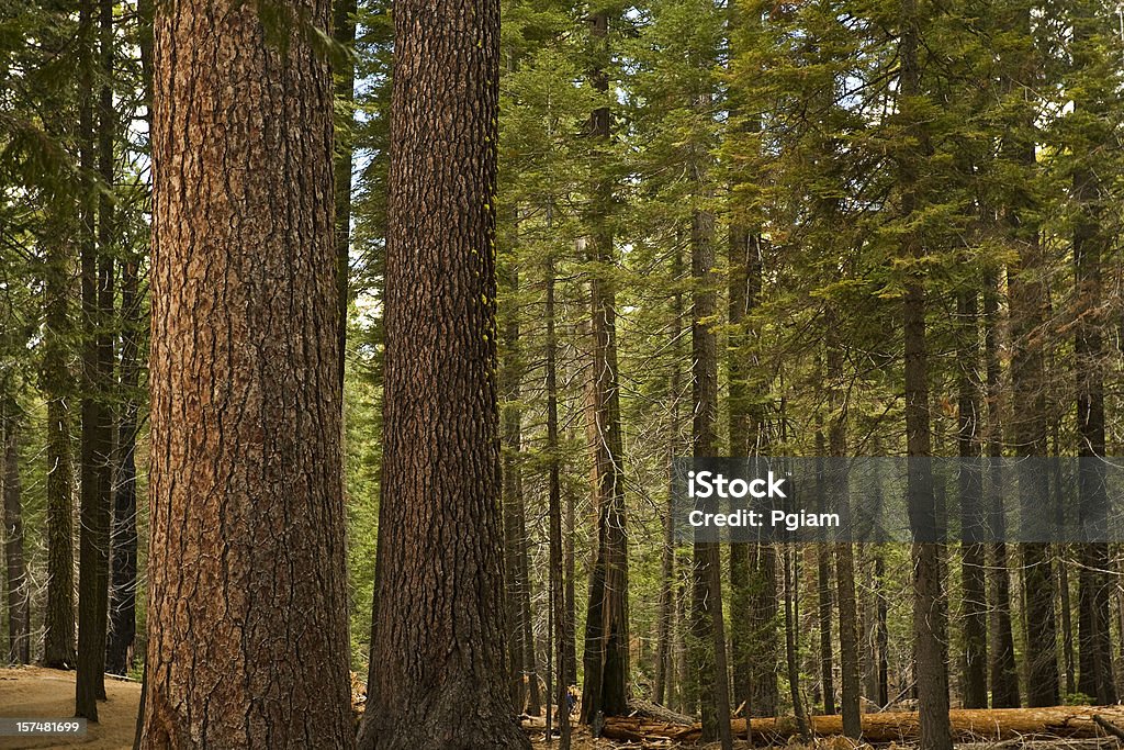 Giant árvores alcançar o céu - Foto de stock de Casca de Árvore royalty-free