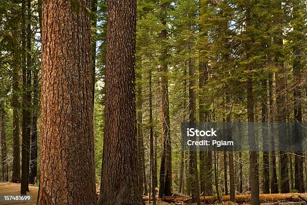 Foto de Giant Árvores Alcançar O Céu e mais fotos de stock de Casca de Árvore - Casca de Árvore, Texturizado - Descrição Geral, Alto - Descrição Geral