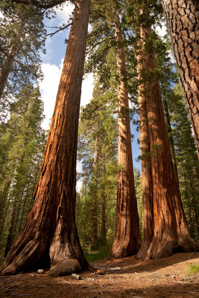istock Giant trees reach the sky 157481701