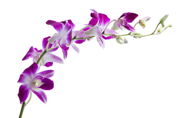 istock Beautiful luxury purple dendrobium orchids on white 157481785
