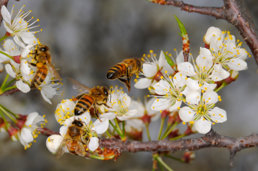 These four honey bees were part of a massive swarm of thousands that scoured the plum trees for honey. These bees are in focus, while the background is very soft, yielding some possible space for copy at top. 