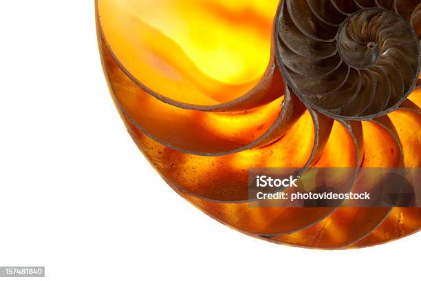 Foto de Nautilus e mais fotos de stock de Sequência de Fibonacci - Sequência de Fibonacci, Animal, Beleza natural - Natureza