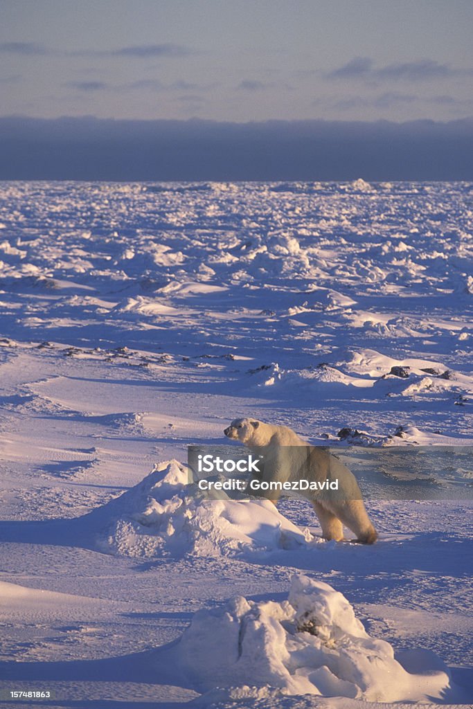 Une vie sauvage ours polaire Glacial debout sur Hudson Bay - Photo de Churchill libre de droits