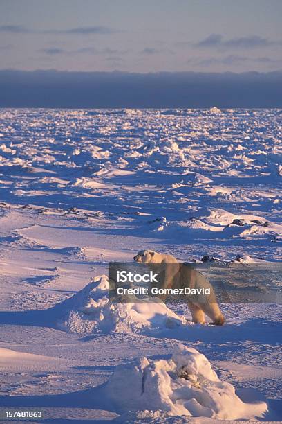 Photo libre de droit de Une Vie Sauvage Ours Polaire Glacial Debout Sur Hudson Bay banque d'images et plus d'images libres de droit de Churchill
