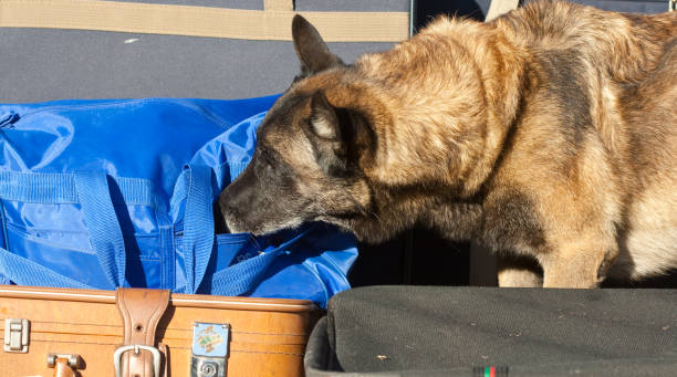 sniffer dog stock photo