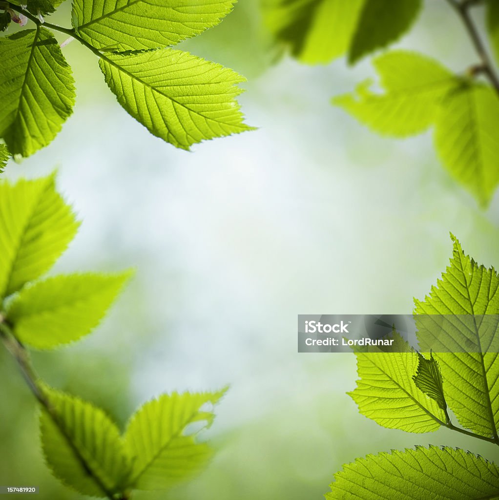 Fond de feuilles - Photo de Orme libre de droits