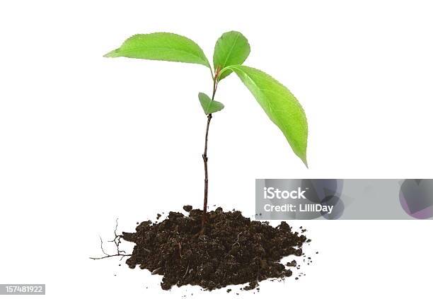 Árvore De Crescimento E De Conceitos - Fotografias de stock e mais imagens de Caule de planta - Caule de planta, Conceitos e tópicos, Crescimento