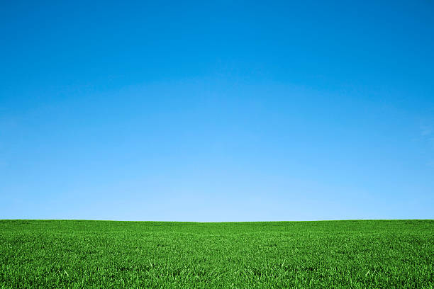 grünen gras und blaue himmel hintergrund der natur field - grasland stock-fotos und bilder