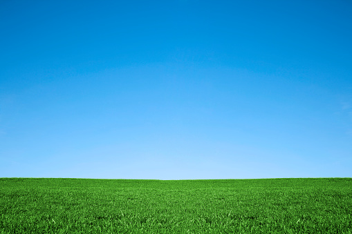 Exuberantes tonos verde hierba y el cielo azul de fondo de naturaleza Campo photo