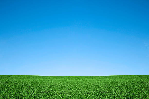 青々とした緑の芝生とクールなブルーの空。自然の背景フィールド - 草地 ストックフォトと画像