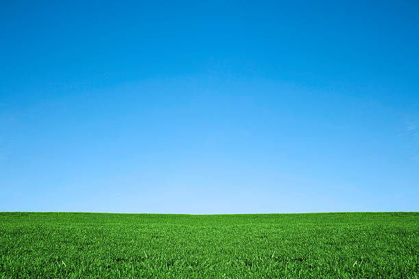 istock Lush green grass and cool blue sky background 157481993