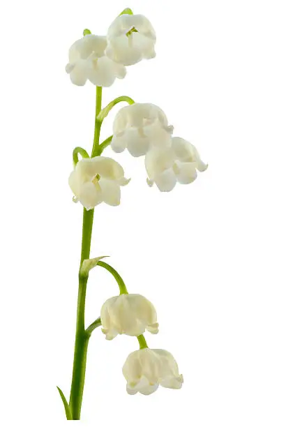 Photo of lily-of-the-valley isolated