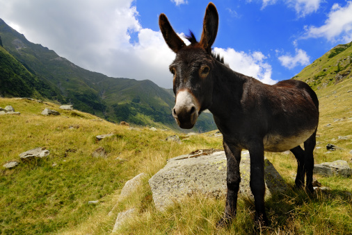 Close up of a donkey on a grassy mountain
