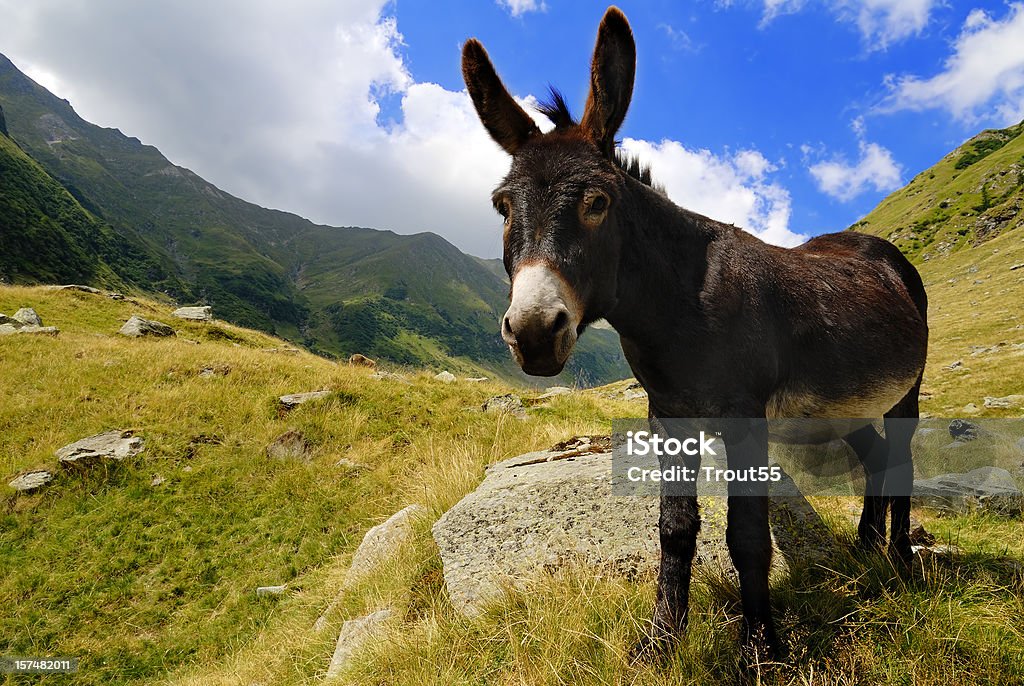 Close up of a donkey on a grassy mountain Donkey in the mountains Donkey Stock Photo