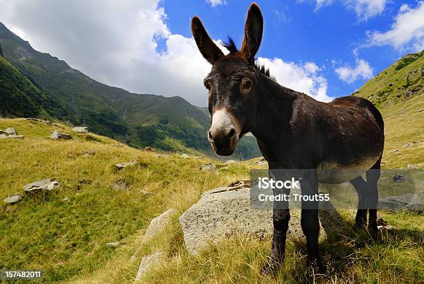 Close Up Of A Donkey On A Grassy Mountain Stock Photo - Download Image Now - Donkey, Mountain, Photography