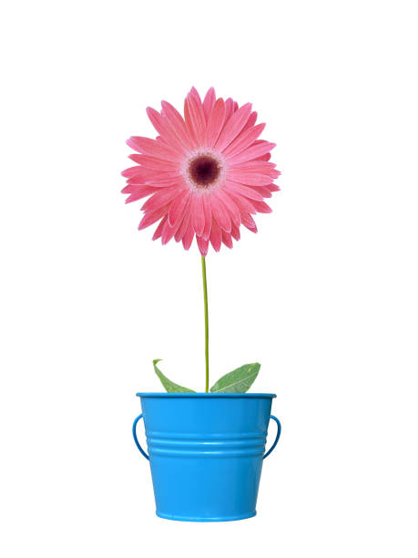 istock Red gerbera in blue plant pot 157482102