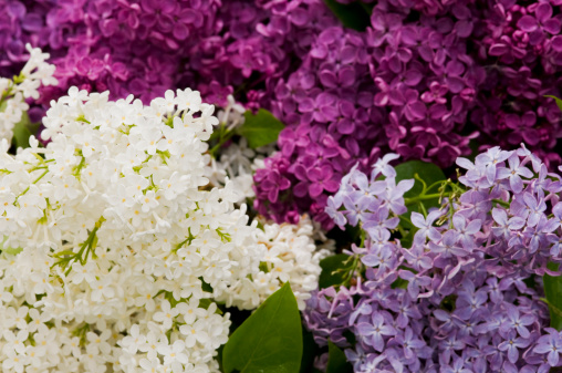Full frame multi colored blooming lilac flowers - white, purple and magenta. 