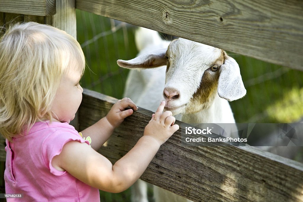Streichelzoo für Kinder und Ziegenleder - Lizenzfrei Streichelzoo Stock-Foto