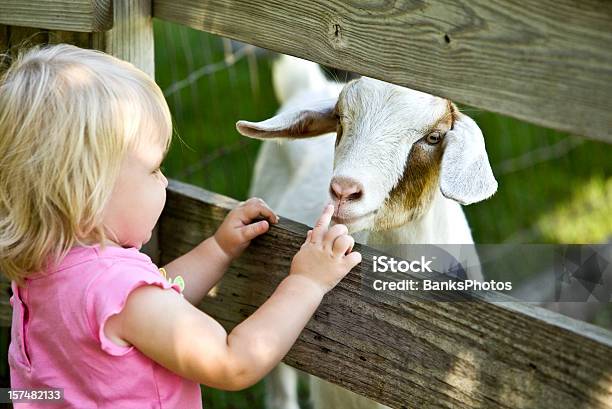 Streichelzoo Für Kinder Und Ziegenleder Stockfoto und mehr Bilder von Streichelzoo - Streichelzoo, Kind, Zoo