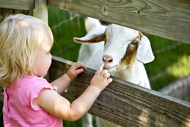 Petting Zoo Child and Goat Young toddler meeting a goat kid for the first time. rail fence stock pictures, royalty-free photos & images