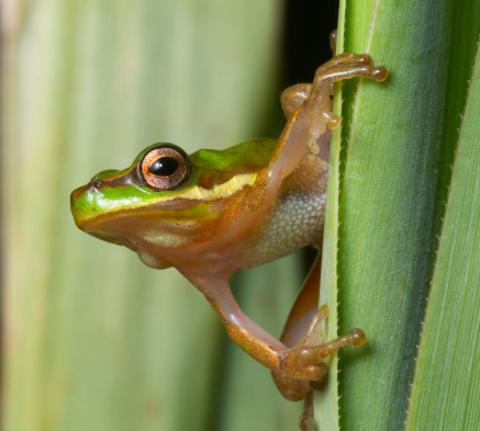 The Eastern Sedge Frog from eastern Australia
