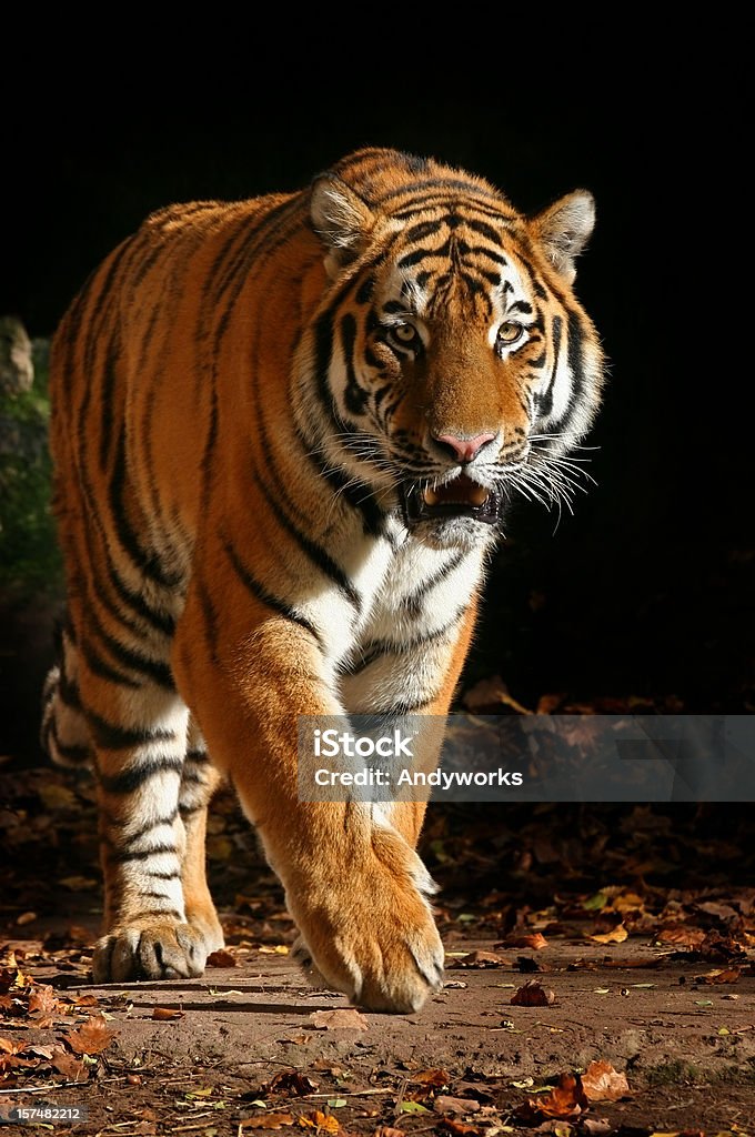 Sibirischer Tiger im Herbst - Lizenzfrei Tiger Stock-Foto