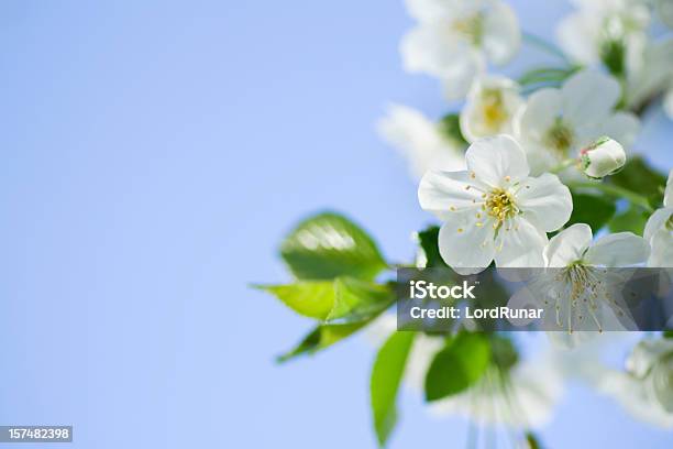 Photo libre de droit de Spring Blossom banque d'images et plus d'images libres de droit de Arbre - Arbre, Arbre en fleurs, Arbre fruitier