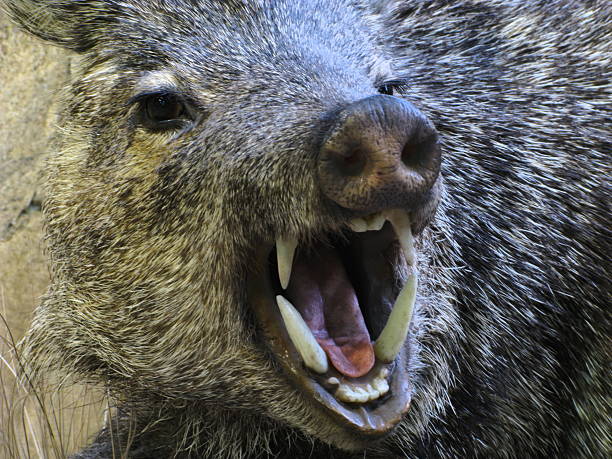 halsbandpekari wütende boar schwein nabelschwein fangs - nabelschwein stock-fotos und bilder