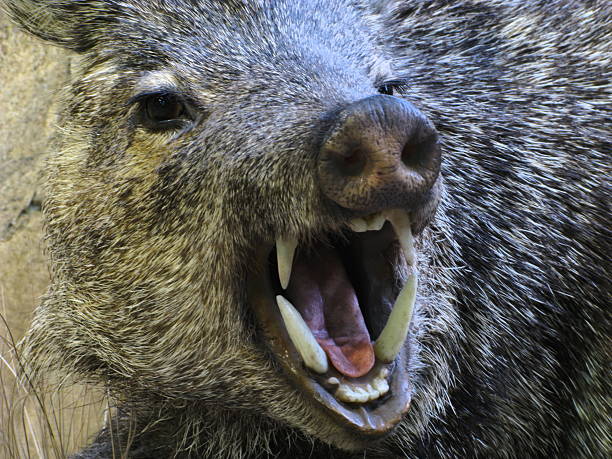 Javelina Angry Boar Pig Peccary Fangs Angry javelina close up. Javelina go by many names such as wild pig,boar,etc. javelina stock pictures, royalty-free photos & images
