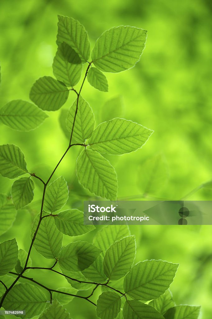 Зеленый Бук листья - Стоковые фото Англия роялти-фри
