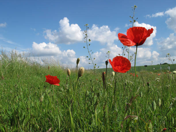 istock Poppies in the field 157482618