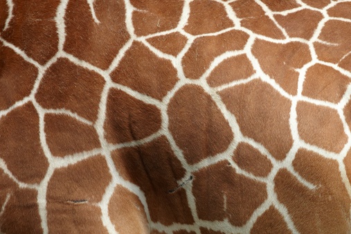 Closeup of cute  reticulated giraffe baby with parent (Giraffa camelopardalis reticulata)