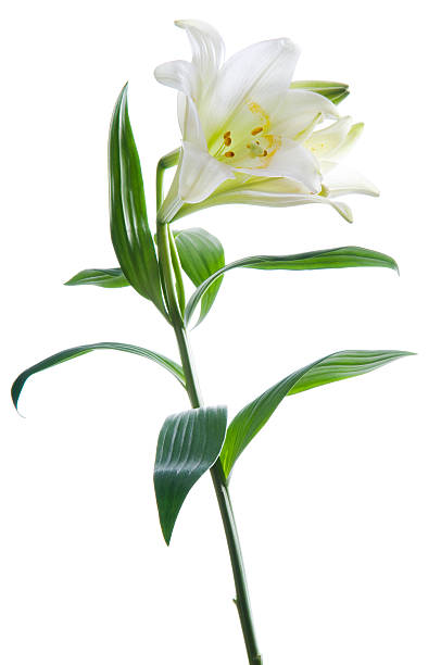 Beautiful lily flower on white. Luxury white fresh easter lily flower on green stem with leaves isolated on white background. Studio shot. flower part stock pictures, royalty-free photos & images