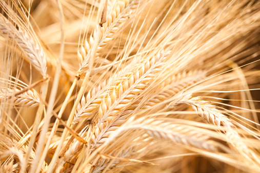 Barley close-up