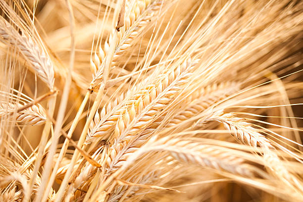 ячмень обыкновенный - barley стоковые фото и изображения