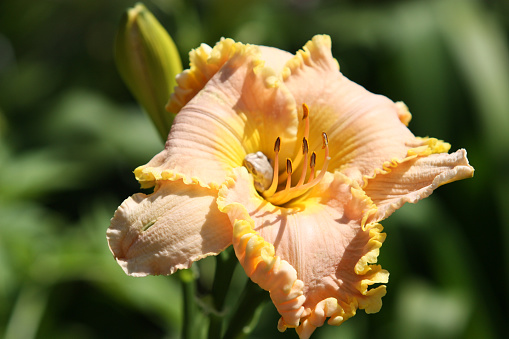 Blooming red daylily flower on a green background on a summer sunny day macro photography. Garden lilies with bright red petals in summertime, close-up photography.