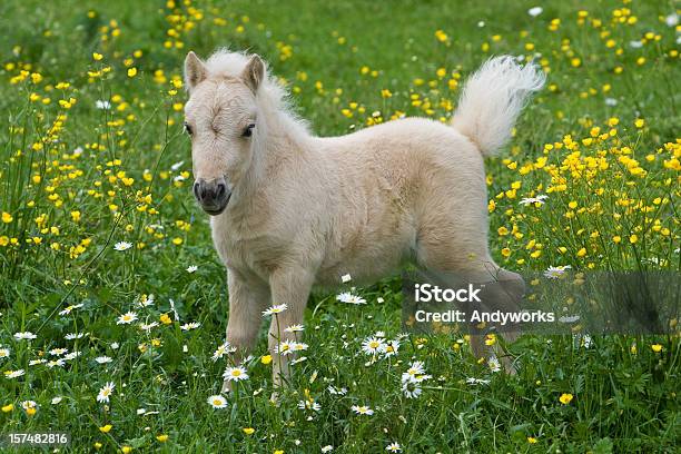 Falabella Fohlen Stockfoto und mehr Bilder von Pferd - Pferd, Falabella Horse, Niedlich