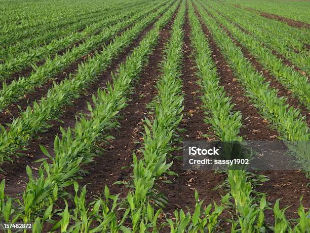 Milho Linhas Primavera Agricultura - Fotografias de stock e mais imagens de Milho - Milho, Plantar, Campo agrícola