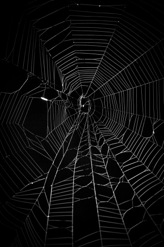 Abstract picture painting by nature, bright spider web on dark background