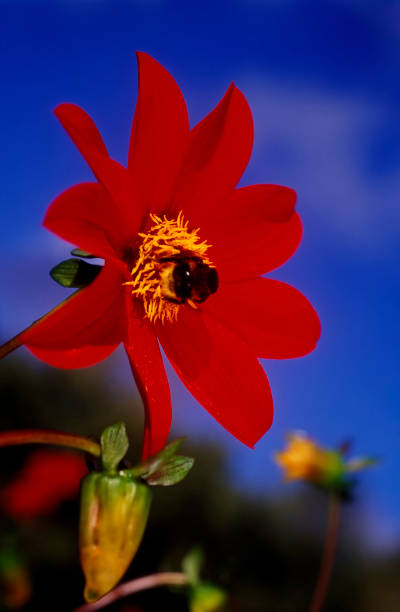 Red dahlia flower with a bumble bee against a deep blue sky.
