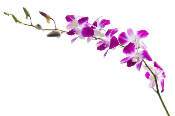 Beautiful purple dendrobium orchids on white. Bunch of luxury magenta and white orchid flowers isolated on white background. Studio shot. dendrobium orchid stock pictures, royalty-free photos & images