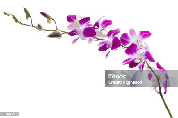 Lindas Orquídeas Dendrobium Roxa Em Branco - Fotografias de stock e mais  imagens de Orquídea - Flor tropical - Orquídea - Flor tropical, Roxo, Flor  - iStock