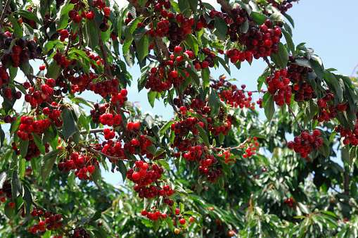 Ripening bing cherries (Prunus avium) on fruit tree.