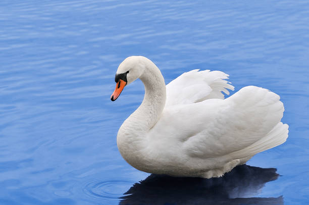 Swan Beautiful white swan in blue water. Focus on bird eye. swan photos stock pictures, royalty-free photos & images