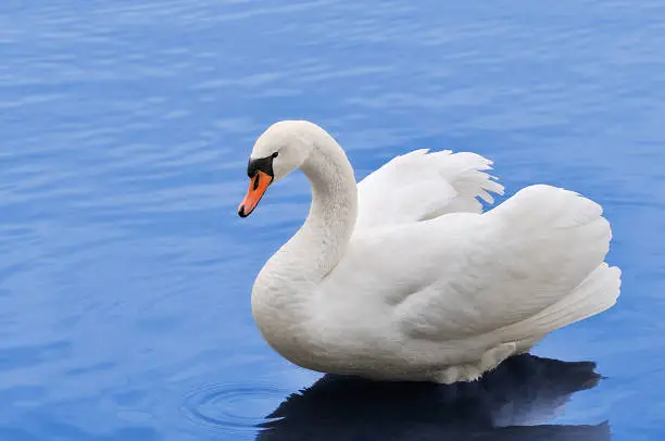 Photo of Swan