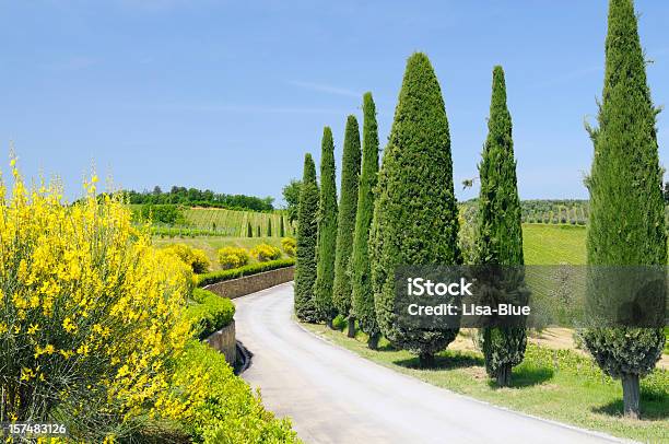 Kurvige Landstraße Mit Zypresse Stockfoto und mehr Bilder von Agrarland - Agrarland, Autoreise, Baum